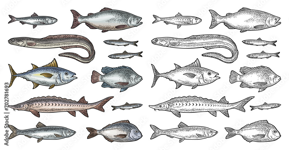 Whole fresh different types fish. Vector engraving vintage - obrazy, fototapety, plakaty 