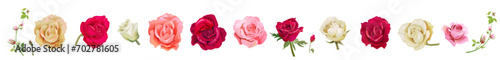 Collection of white, pink, red rose heads, panoramic view. Horizontal border for Valentine: rose flowers, buds close-up on white background. Realistic romantic illustration in watercolor style, vector