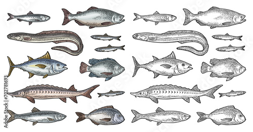 Whole fresh different types fish. Vector engraving vintage photo