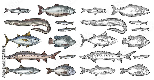 Whole fresh different types fish. Vector engraving vintage