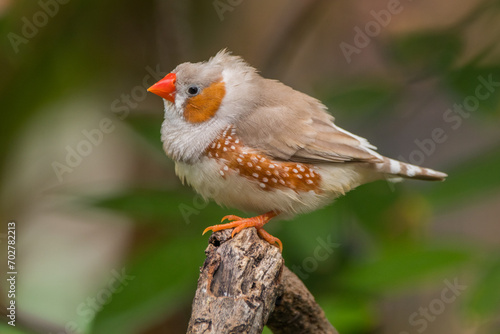 The zebra finches are two species of estrildid finch in the genus Taeniopygia found in Australia and Indonesia photo