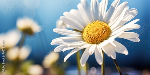 A close up of a white flower with a blue background. Spring daisy flower background.