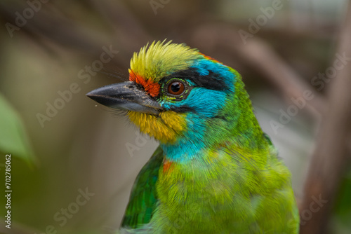 The red-throated barbet (Psilopogon mystacophanos) is a species of bird in the family Megalaimidae © lessysebastian