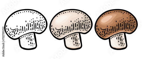 Champignon. Vintage color vector engraving illustration on white