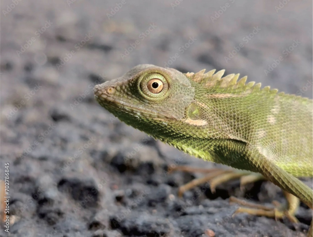 Fototapeta premium A green chameleon that lives in the forests of the Indonesian island of Java