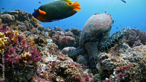 Underwater shot of Hawksbill Turtle eating corals and sponges as other brightly coloured tropical fish swim around it eating scraps of food