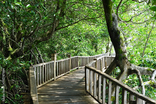 wooden bridge in the Indonesian mangrove forest