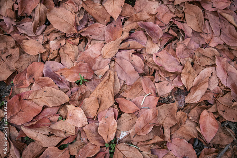 Autumn leaves on the ground. Beautiful background. Copy space Autumn leaves on the ground. Beautiful background. Copy space