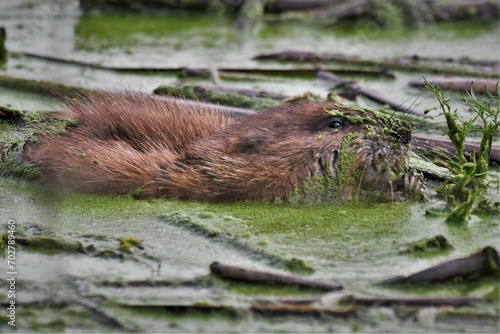 Muskrat covered in algae swimming in a marsh. © Lester