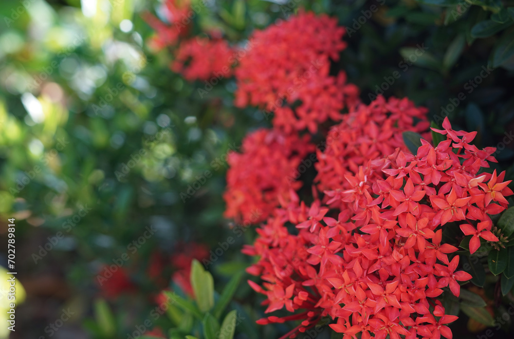 Beautiful red Ixora species flowers in the garden. Beautiful red Ixora species flowers in the garden.