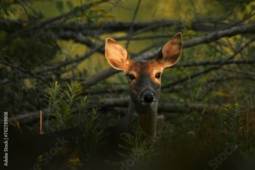 Whitetail doe in forest with dappled evening light highlighting its eyes and ears.