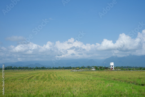 green rice paddy fields of indonesia and the blue sky background