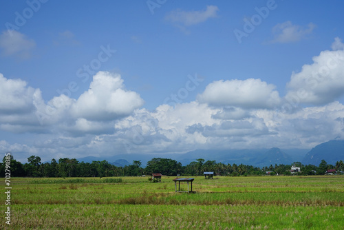 Green rice fields and natural views of mountains at sunrise in East Luwu, South Sulawesi, Indonesia. © abdul