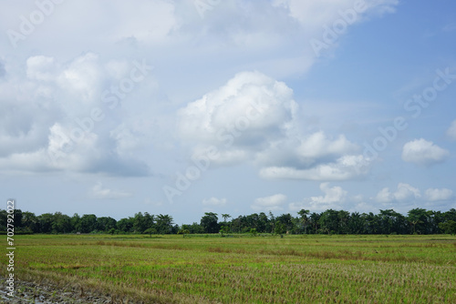 Green rice fields and natural views of mountains at sunrise in East Luwu, South Sulawesi, Indonesia.