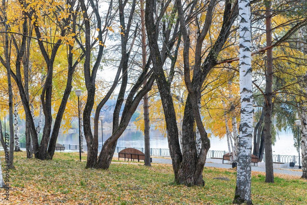 Fototapeta premium autumn in the park