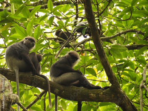 Sticker macaca, kandy, borneo, close-up, pictures, animal hair, mammal, cute, eating mon