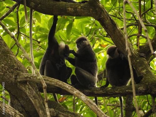 macaca  kandy  borneo  close-up  pictures  animal hair  mammal  cute  eating monkey  monkey on the road  forest  safari  thailand  india  wild monkey  macaca sinica  primate  wild animals  macaque mon