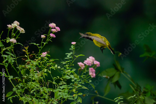 Beautiful Little Yellow Bird