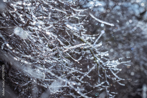 Cold weather in winter. Frozen branches covered with ice. Abstract nature background. Selective focus
