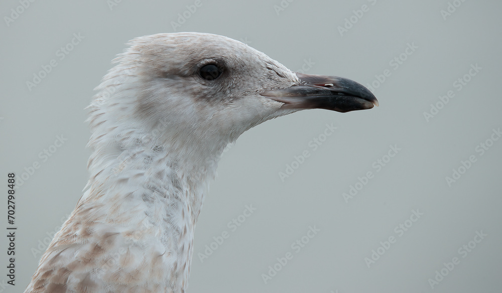 close up of a seagull