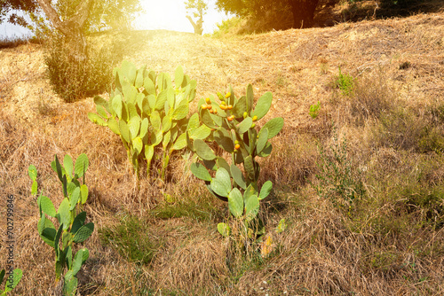 Opuntia or ficus indica growing in natural conditions photo