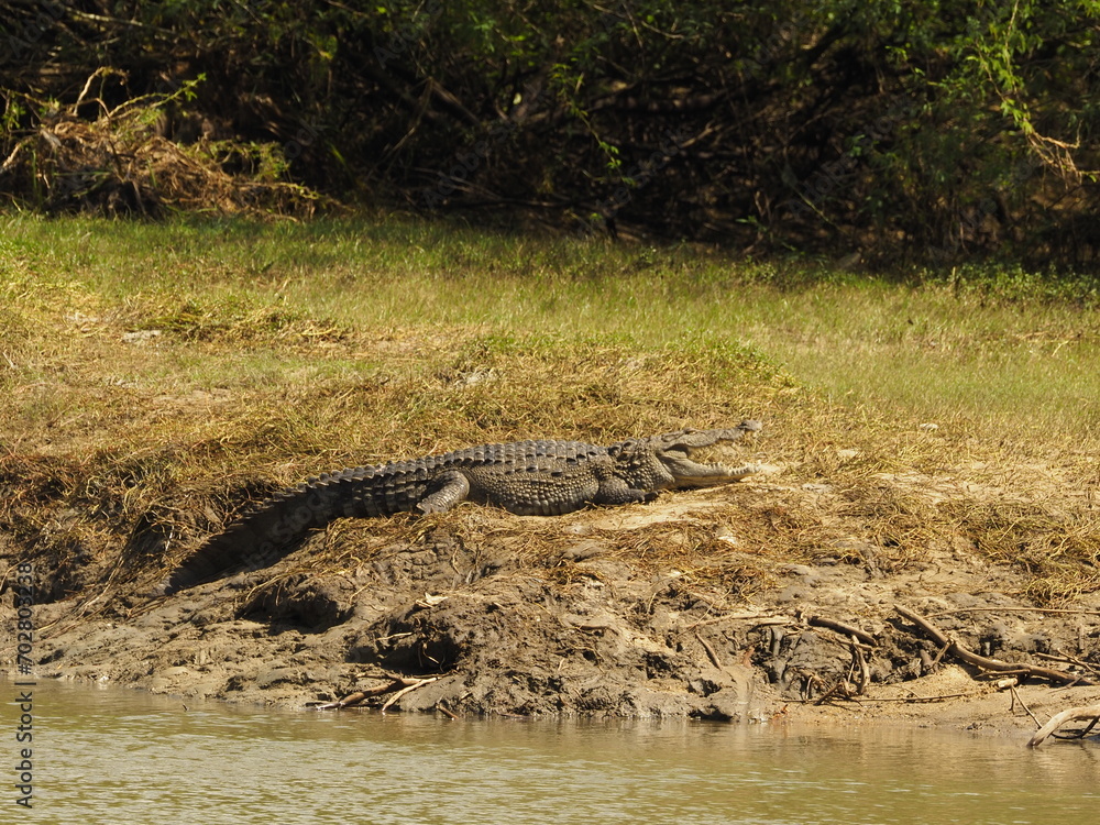 wild crocodile in sri lanka