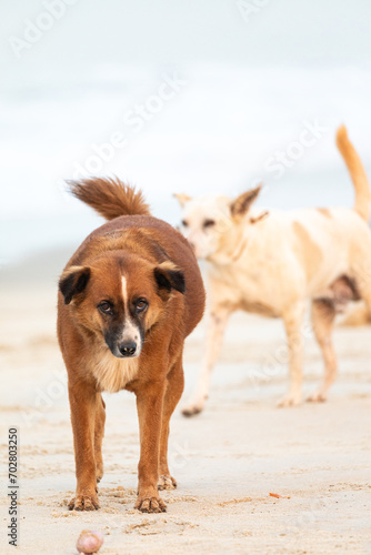 A beautiful dog with sharp eyes, staring in the beach side