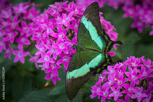 Beautiful Butterfly on flower