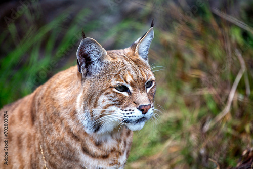 Bobcat (Lynx rufus) Outdoors