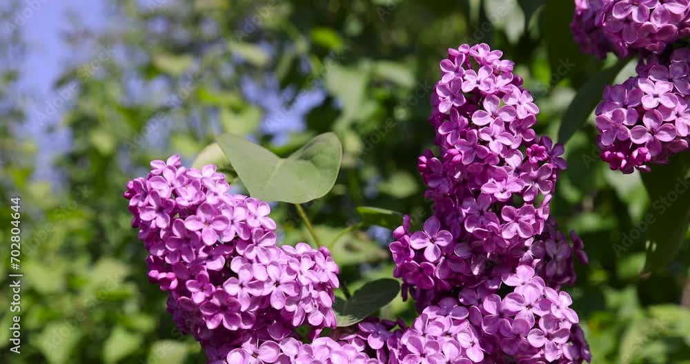 beautiful blooming lilac in spring, lilac flowers in sunny spring weather beautiful blooming lilac in spring, lilac flowers in sunny spring weather