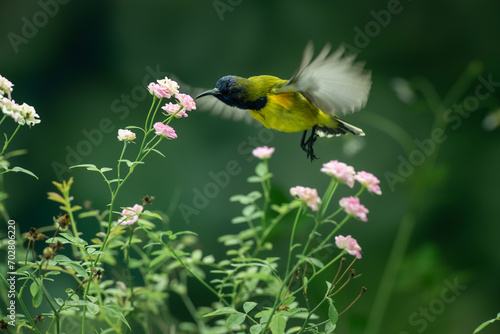 Beautiful Little Yellow Bird photo