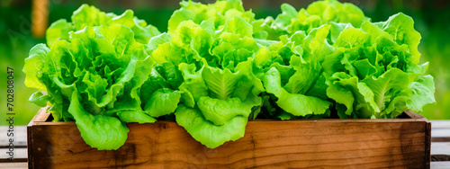 lettuce in a box in the garden. Selective focus.