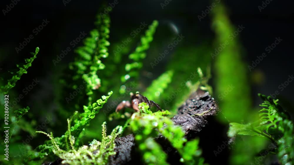 Vampire Crab Paludarium, Vampire Crab Paludarium,