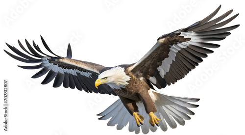 A bird in flight  a white-tailed eagle on a white background