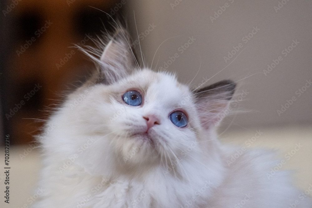 Cute, small Ragdoll cat. 3 months old