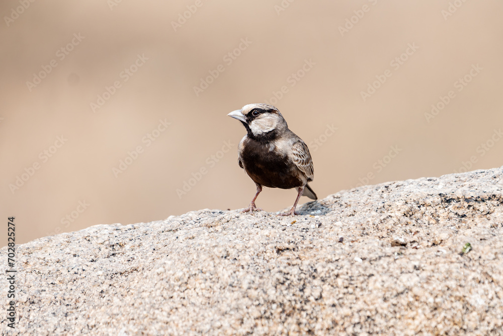 Naklejka premium The ashy-crowned sparrow-lark (Eremopterix griseus)