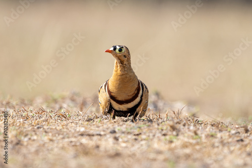 The painted sandgrouse (Pterocles indicus)  photo