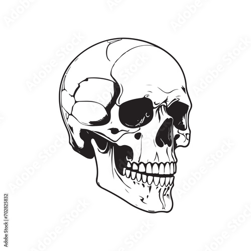 skeleton head bone vector illustration