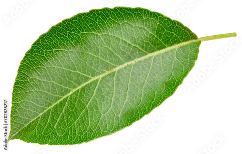 Pear leaf isolated