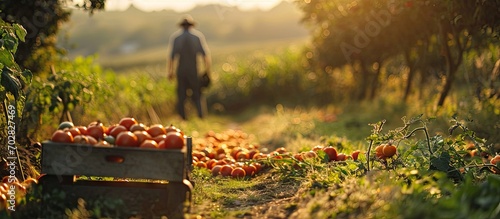 Image of a farmer in a field in the countryside with tomato crates during the harvest. with copy space image. Place for adding text or design photo