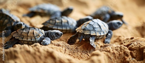 Loggerhead baby sea turtles hatching in a turtle farm in Sri Lanka Hikkaduwa Srilankan tourism. with copy space image. Place for adding text or design photo