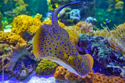 The bluespotted ribbontail ray is a species of stingray