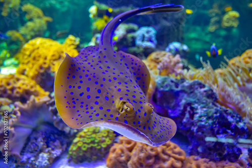 The bluespotted ribbontail ray is a species of stingray