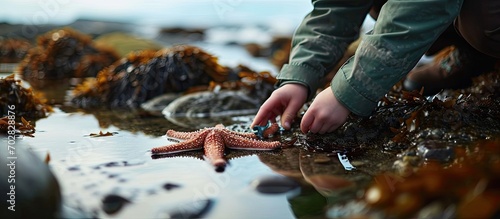 Marine biologist holding large sea star starfish echinoderm in intertidal rocky shore tide pools near ocean Research on ocean animals marine life Marine education or fieldwork on invertebrates
