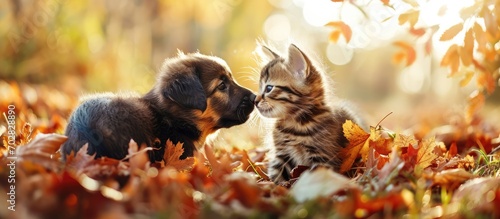 mongrel puppy kisses a kitten on autumn leaves. with copy space image. Place for adding text or design photo