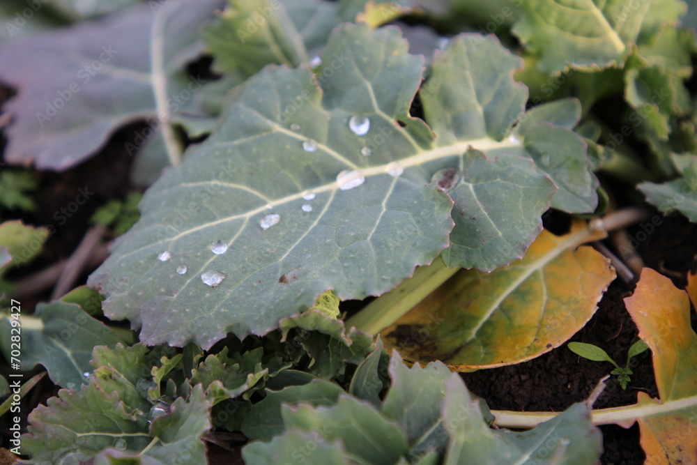 A close up of a leaf