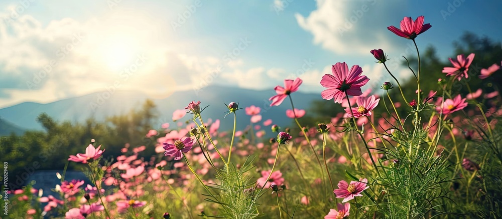 How beautifully the red pink misty kheri colored flowers are blooming it looks amazingly beautiful surrounded by green nature open sky and shining sun around. with copy space image How beautifully the red pink misty kheri colored flowers are blooming it looks amazingly beautiful surrounded by green nature open sky and shining sun around. with copy space image