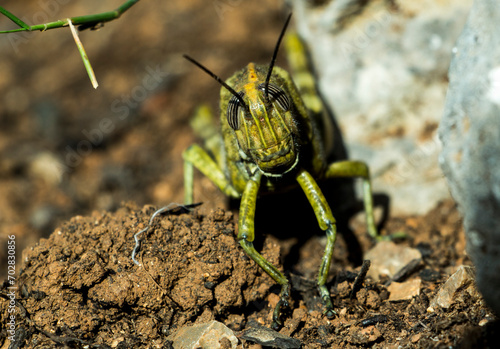 Macro shot of a green grasshoper photo