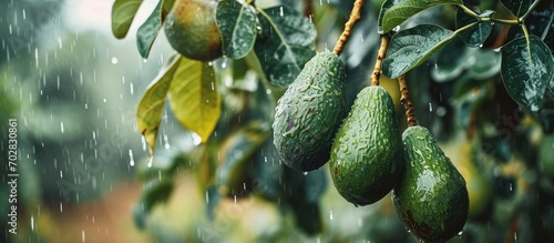 Hass Avocados fruit hanging from the tree in a rainy winter day. with copy space image. Place for adding text or design photo