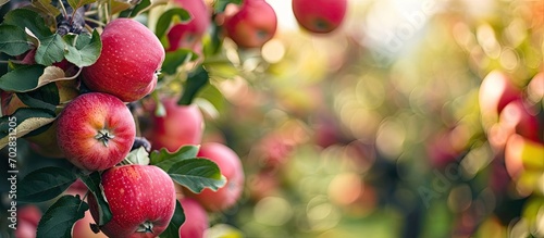 Lots of ripe red apples gro...